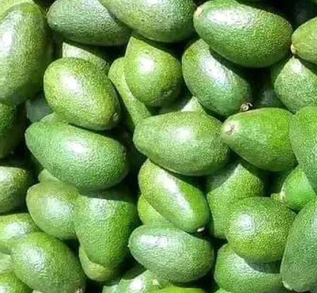 quality avocadoes