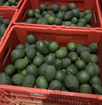 Avocadoes